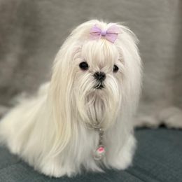 Paolo - Maltese