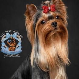 Gunner - Yorkshire Terrier