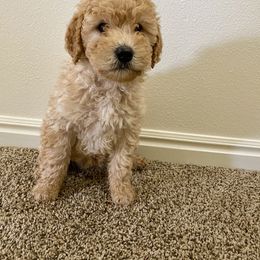 Bernedoodle and Labradoodle Puppies from Royal Doodles