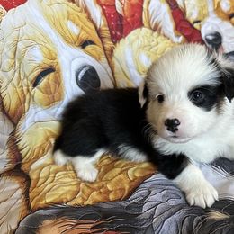 Casper - Pembroke Welsh Corgi puppy from Hickory Springs Corgis