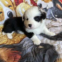 Casper - Pembroke Welsh Corgi puppy from Hickory Springs Corgis