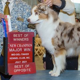 Miniature American Shepherds from Paris Miniature Americans