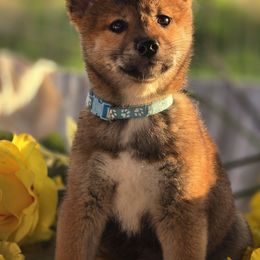 Octavia - Shiba Inu