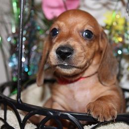 Boy 4 - Red male Dachshund puppy in Craig, Colorado from Rocky Mountain Shih Tzus and Dry Creek Miniature Dachshunds
