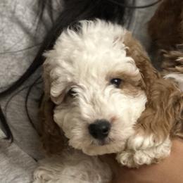 Male 1 - Parti male Goldendoodle puppy in Sauk Village, Illinois from Midwest Timberland Pups
