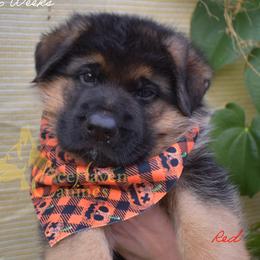 Red - Black and red male German Shepherd puppy in Orlando, Florida from AceHaven Canines