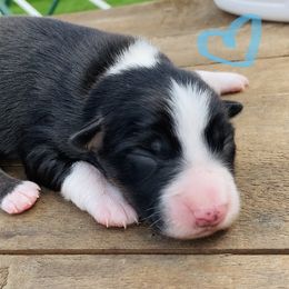Miniature American Shepherd puppies from SJC Texas Aussies