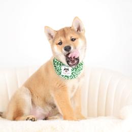 Bruno -FULL AKC REGISTRATION- - Red male Shiba Inu puppy in Neosho, Missouri from Kenny Cave K9s