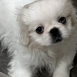 Full AKC - Buttons - Ready Now - White male Pekingese puppy in Hustontown, Pennsylvania from Triple I Pekes