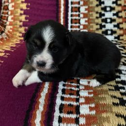 Girl 2 - Black tri female Miniature Australian Shepherd puppy in Roaring River, North Carolina from Double-P Aussies