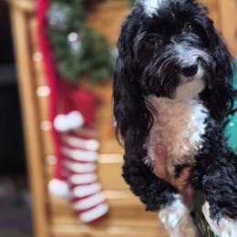 Havanese Puppies from Darrtfarms