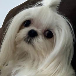 Sophie - Maltese