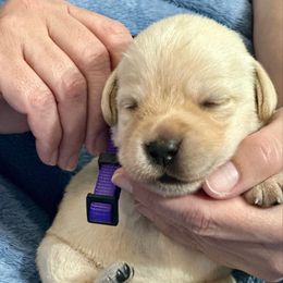 Purple Collar - Yellow female Labrador Retriever puppy in Ocala, Florida from SoFlo Labradors