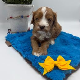 Tikka - Red female Cavapoo puppy in Central, Arizona from Desert Valley Doodles