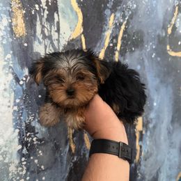 Camila - Blue and gold female Yorkshire Terrier puppy in Phoenix, Arizona from De La Cruz Yorkies