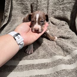 Girl 2 - Red female Catahoula Leopard Dog puppy in Palestine, Texas from Hidden Creek Catahoulas
