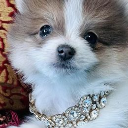 Pomeranians from JM’s Precious Poms