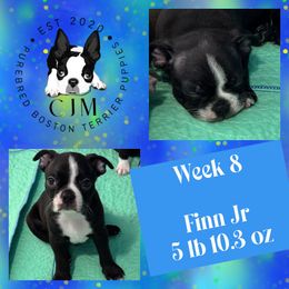 Finn Jr. - Black and white male Boston Terrier puppy in Jupiter, Florida from CJM Boston and Boxer Puppies