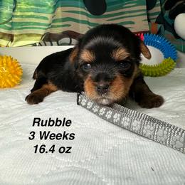Rubble - Black and tan male Yorkshire Terrier puppy in Ashland, Kentucky from Yorkie Paw