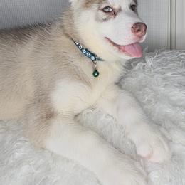 Siberian Husky Puppies from Springfield Huskies
