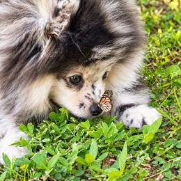 Teddy - Blue merle male Pomeranian puppy in North Port, Florida from POMRITA POM’S