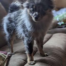 Hutch - Pomeranian