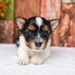 Bailey Girl 4500 - Black tan and white female Biewer Terrier puppy in Douglas, Georgia from South Georgia Yorkies and Biewers