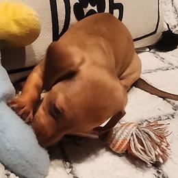 Dachshund Puppies from Darling Dachshunds