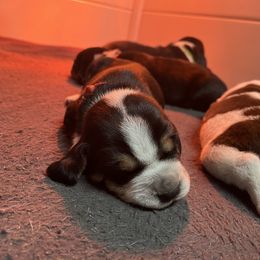 Red - Black tan and bluetick male Beagle puppy in Jasper, Texas from Beech Grove Beagles