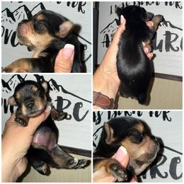 Magnolia - Blue and gold female Yorkshire Terrier puppy in Dalton, Georgia from Southern Charm Precious Paws