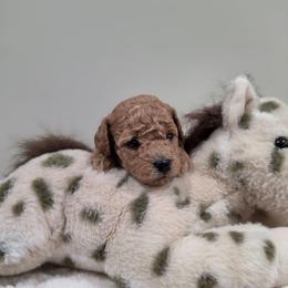 Harmony(AKC) - Apricot female Poodle puppy in Rainbow City, Alabama from Spinks Poodles