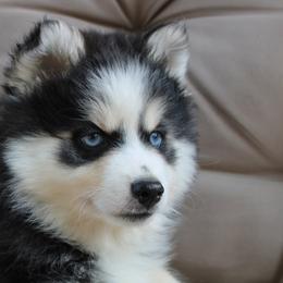 Pomskies from Raleigh Pomskies