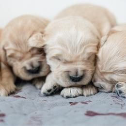 6th Pick Female - Golden female Golden Retriever puppy in Paoli, Indiana from Rose n’ Thistle Farm
