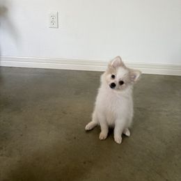 Pomeranian Puppies from Jennifer Sheppard