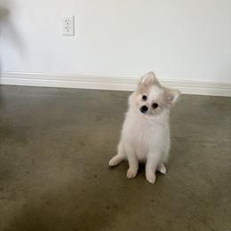 Pomeranian Puppies from Jennifer Sheppard