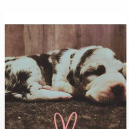 Great Dane Puppies from Gentle Giants of Tennessee Great Danes