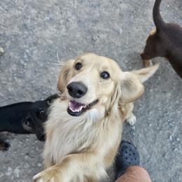 Stetson - Dachshund