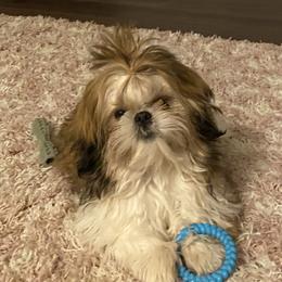 Shih Tzu Puppies from Margaret Szegda