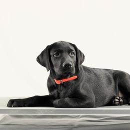 King - Black male Labrador Retriever puppy in Morrilton, Arkansas from Ancient Dogges Performance Dogs