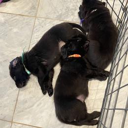 Flat-Coated Retriever Puppies from Kaia Golden Flat Coat