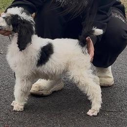 Apollo - Parti male Poodle puppy in Toledo, Ohio from Exquisite Dalmatians & Standard Poodles