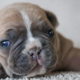 French Bulldogs from BuschBabyBulldogs