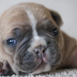 French Bulldogs from BuschBabyBulldogs