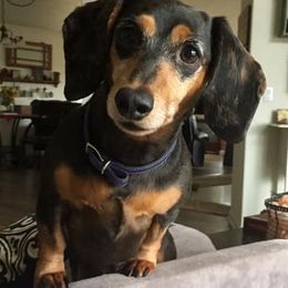 Dachshunds from Andi’s Adorable Dachshunds
