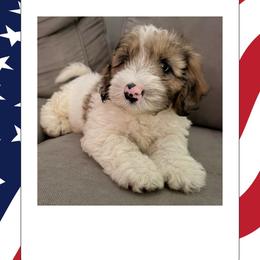 Snoopy - Brown and white male Sheepadoodle puppy in Daytona Beach, Florida from Lindy’s Doodles