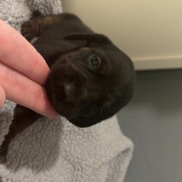 Belle - Brindle female Dachshund puppy in Dinwiddie, Virginia from White Oak Kennels