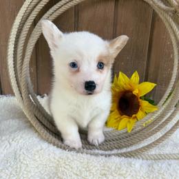Gracie - Red merle and white female American Corgi puppy in Stillwater, Oklahoma from Steele Family Farms