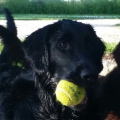 Flat-Coated Retrievers from Kingsbridge Flat-Coated Retrievers