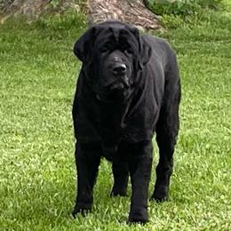 Elvis - Labrador Retriever