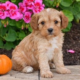 Amber - Red female Cavapoo puppy in Gap, Pennsylvania from Country View Puppies ( License 18816)